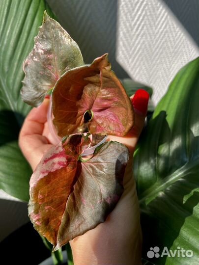 Сингониум клубничный лёд гелекси