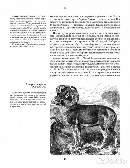 Русская охота. Основы учебного академ. рисунка
