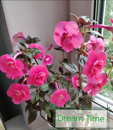 Ахименесы ризомы