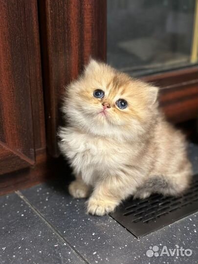 Британские котята золотая шиншилла