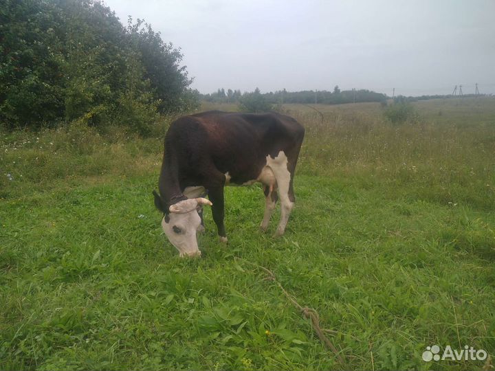 Корова и телка