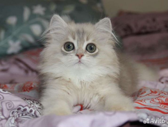 Шотландские котята