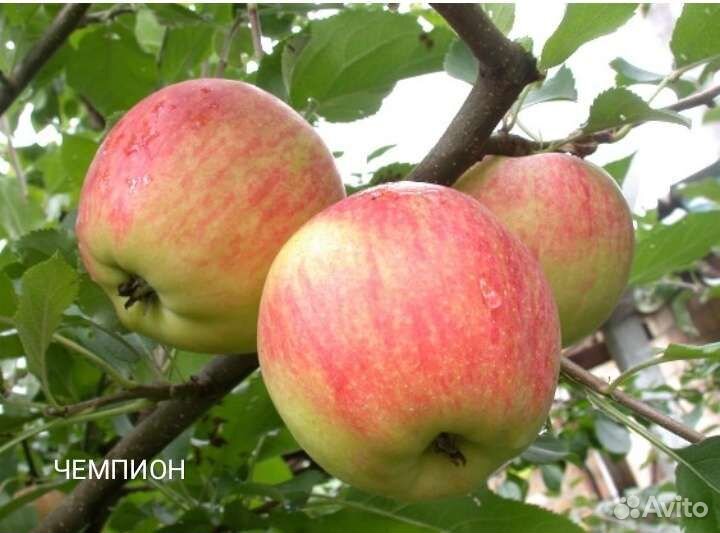 Саженцы яблони,абрикоса