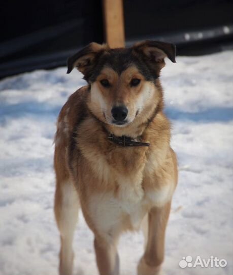 В добрые руки