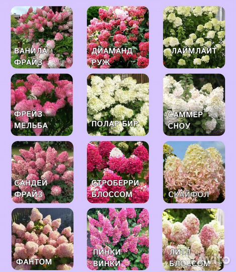 Гортензия метельчатая