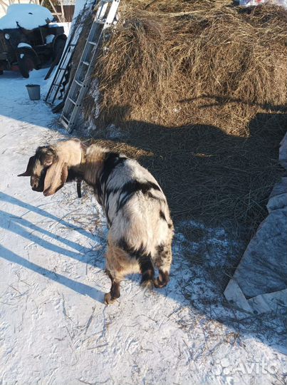 Англо нубийский козел