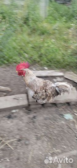 Петухи домашние