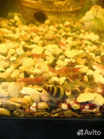 Улитки для аквариума