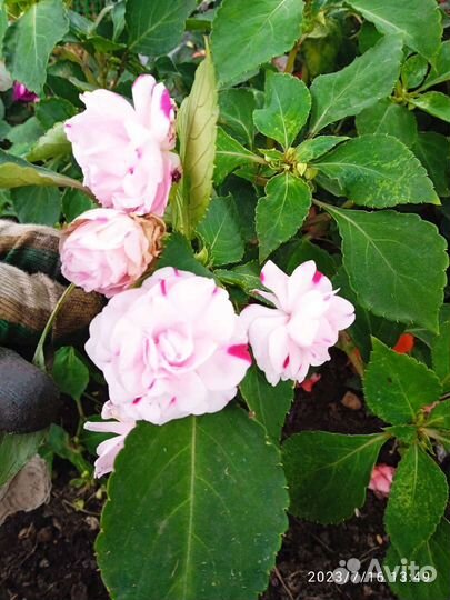 Бальзамин махровый,полумахровый,двухцветка