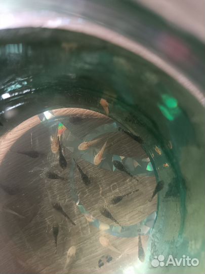 Малыши сомики Анциструс