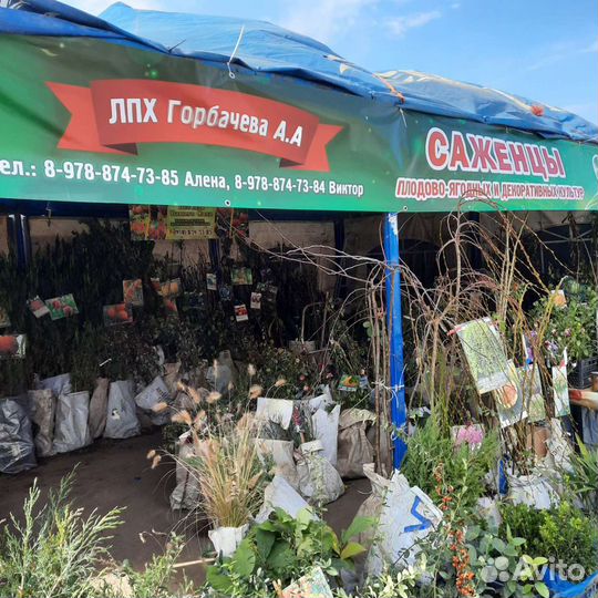 Саженцы плодовых деревьев и декоративные растения