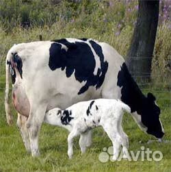 Молоко цельное коровье/творог