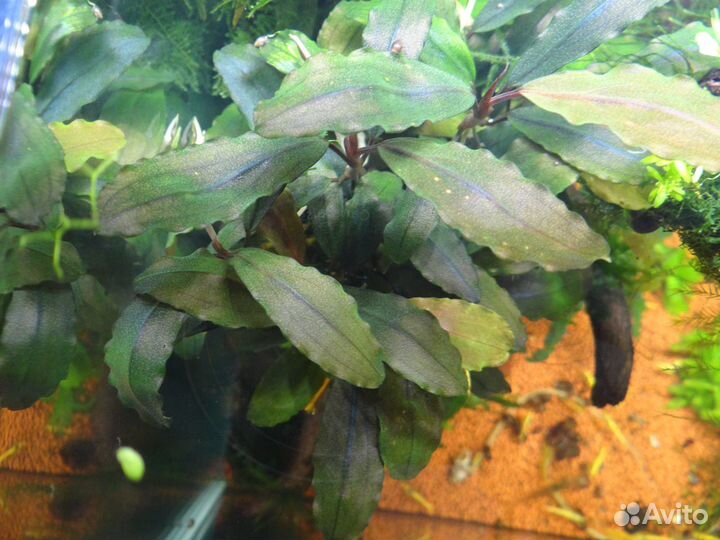 Живые корма,передержка, растения