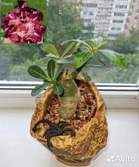 Адениум, Гуэрния, Крассула, Суккулент