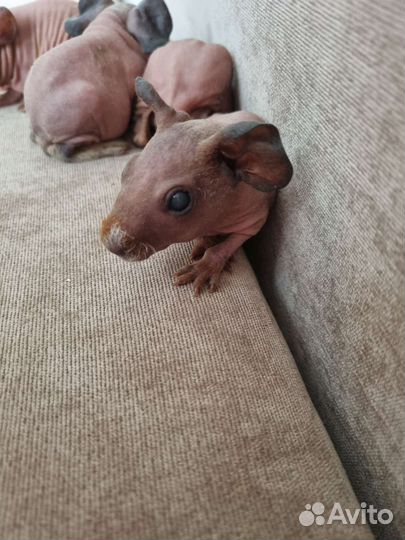 Морская свинка скинни