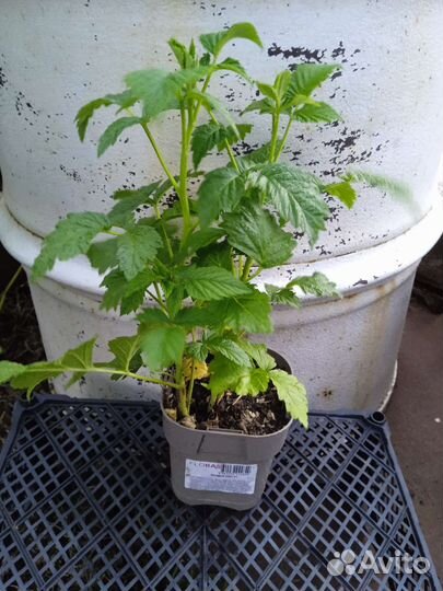 Малина Гордость россии