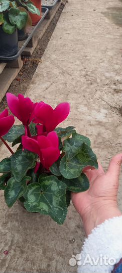 Европейский цикламен