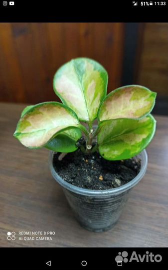 Хойя аустралис Лиза