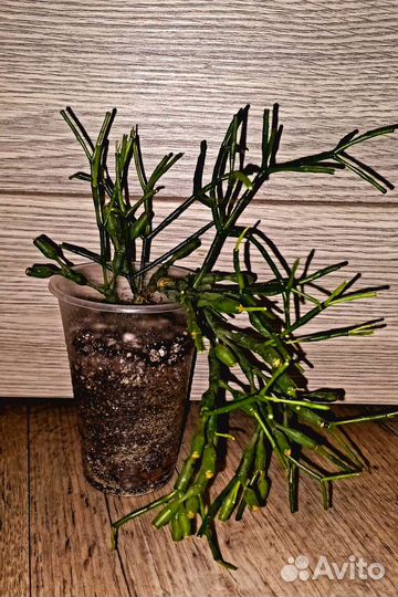 Комнатные растения