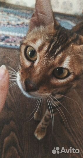 Бенгальские котики