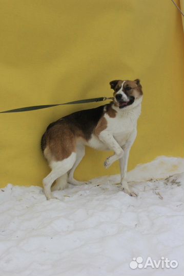 Собака без уха в добрые руки