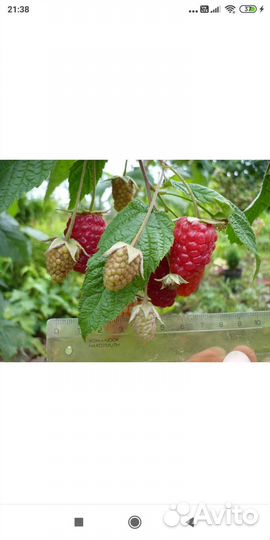 Ремонтантная малина саженцы