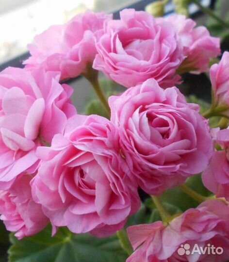 Пеларгонии сортовые