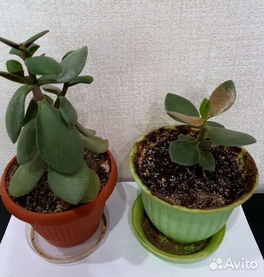 Денежное дерево, толстянка