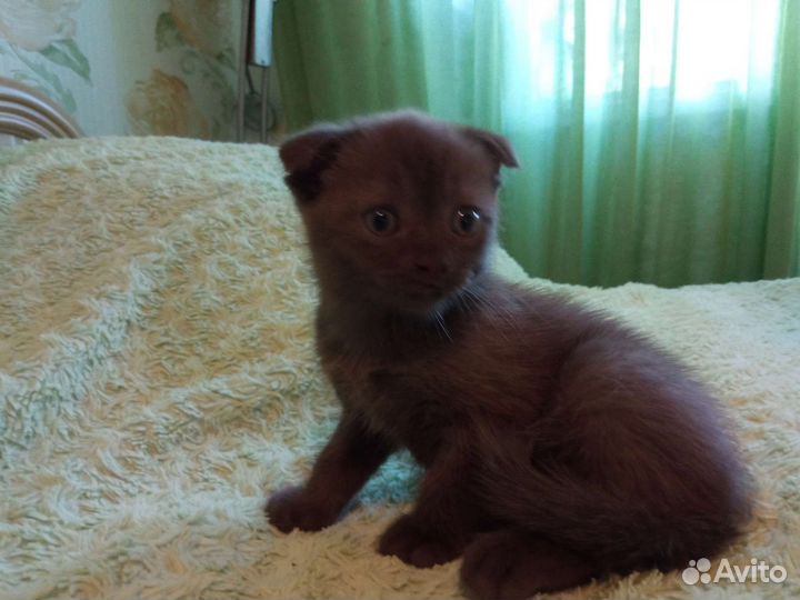 Шотландский вислоухий кот
