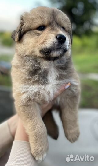 Щенок в добрые руки