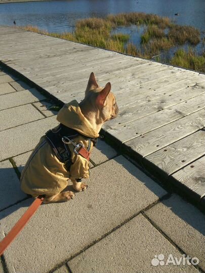 Утепленная куртка-дождевик для собаки