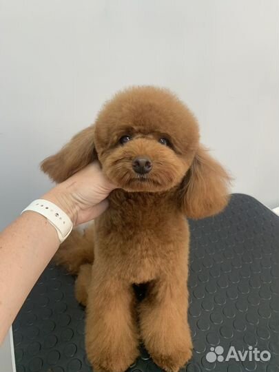 Стрижка собак и кошек