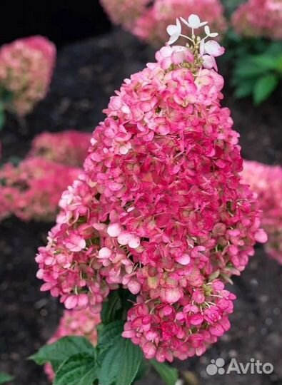 Гортензия Стравбери блоссум