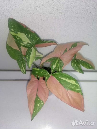 Сингониумы, филодендрон