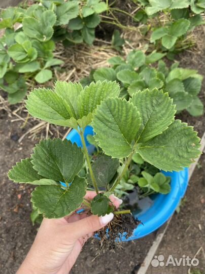 Рассада клубники