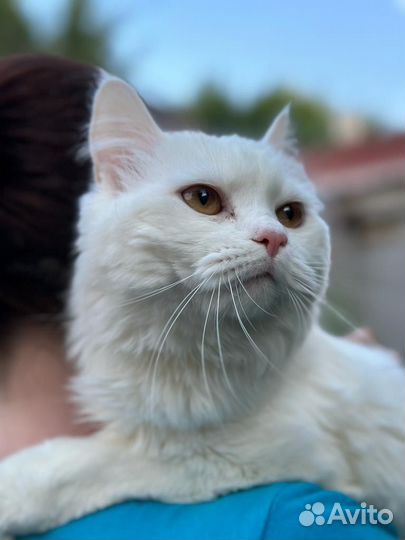 Турецкая ангора