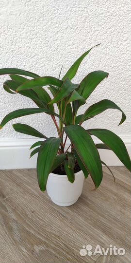 Драцены, кордилина