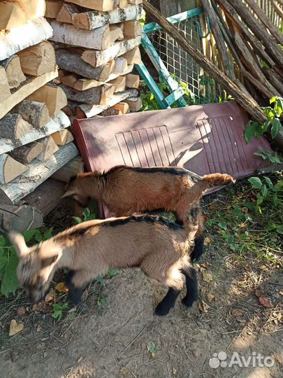 Чешские козлики