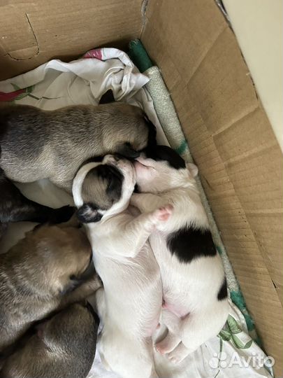 Французский бульдог