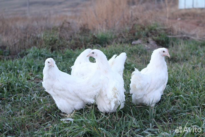 Молодые курочки несушки