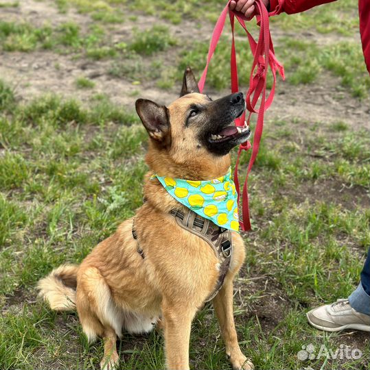 Молоденький умный песик грустит в приюте
