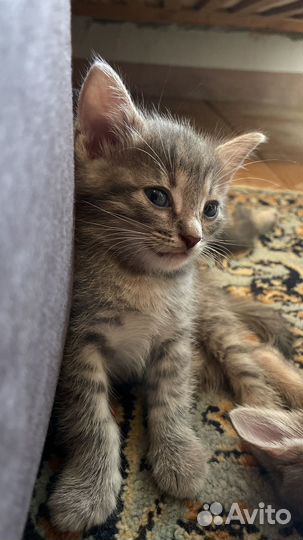 Котенок, котята