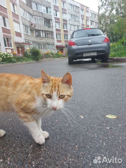 Рыжий кот ищет дом