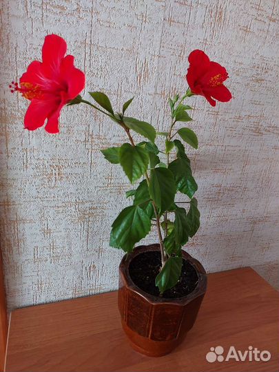 Комнатные растения