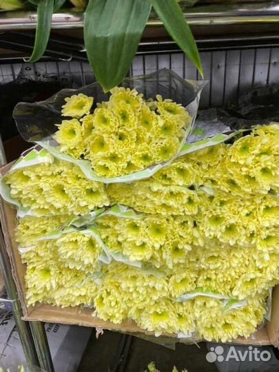 Хризантема кустовая букет цветы доставка девушке