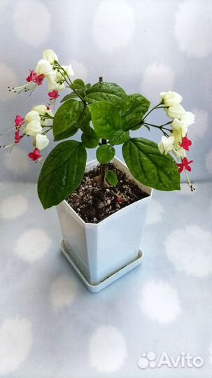 Клеродендрум Томпсона