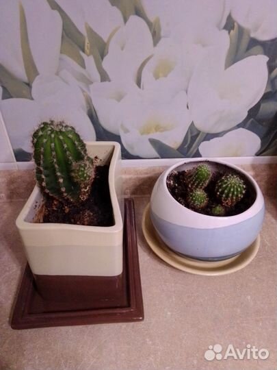 Спатифиллум, кактусы, аихрезон, бильбергия