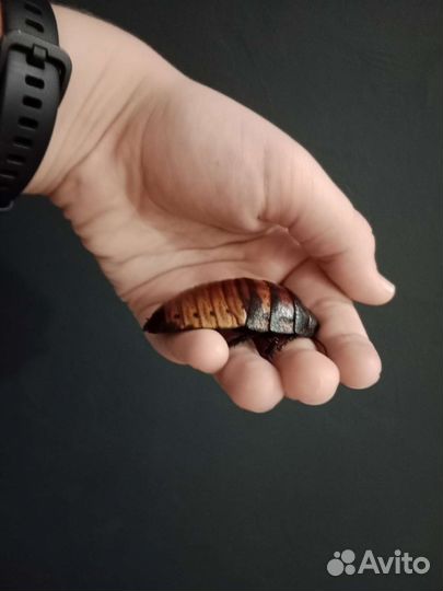 Мадагаскарские тараканы (шипящие)