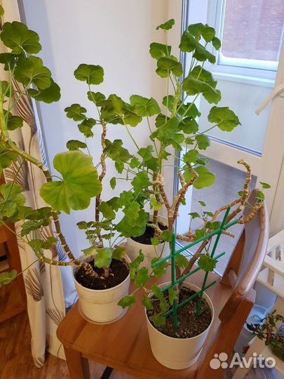 Растения цветы комнатные герань