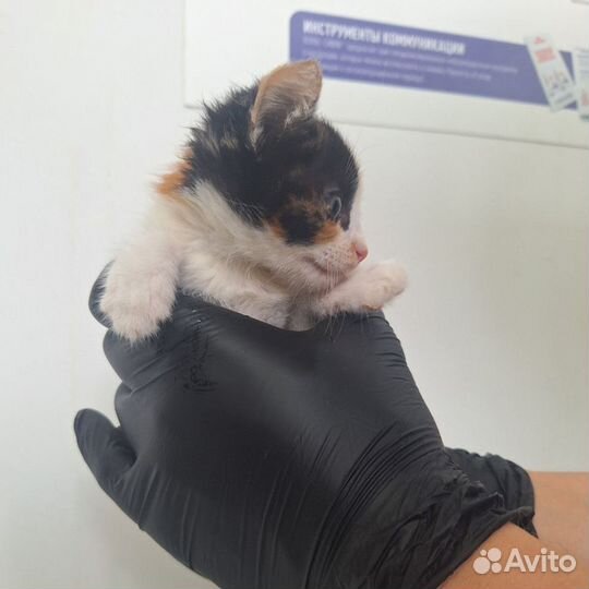 Котенок в добрые руки